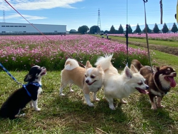4匹のチワワと暮らす私の日常サムネイル
